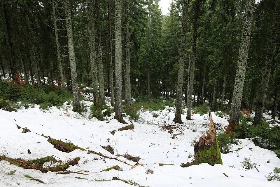 Authentischer Reisemoment in Schwarzwald – passend zu Busreise Schwarzwald ab Berlin – Route & Leistungen