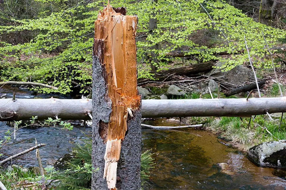Landschaft und Sehenswürdigkeiten in Harz für Busreise Harz für Familien – Dauer & Komfort