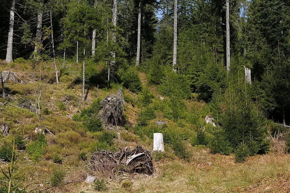Landschaft und Sehenswürdigkeiten in Schwarzwald für Busreise Schwarzwald mit 4-Sterne-Hotel – Reiseguide