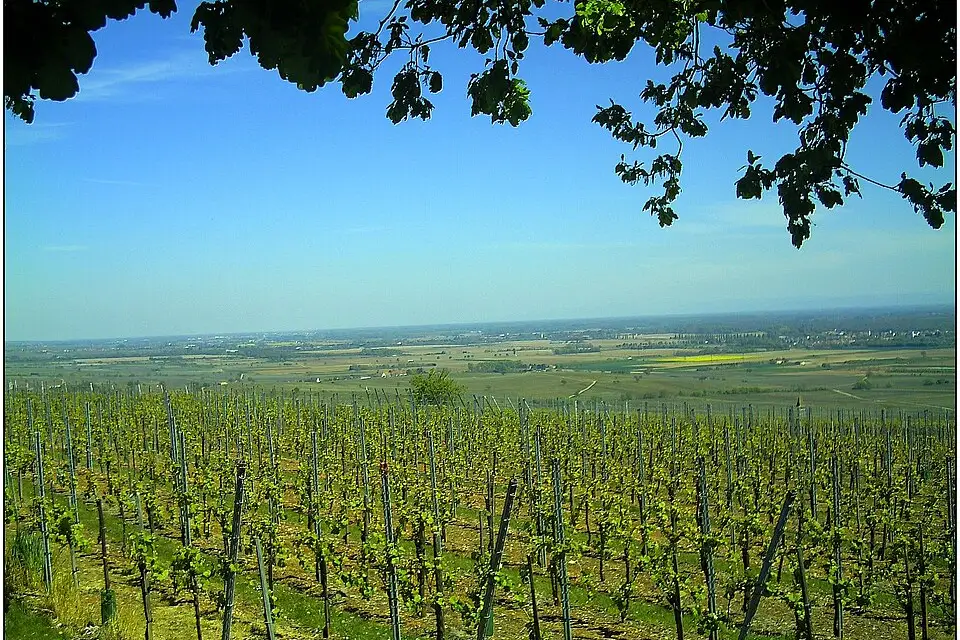 Authentischer Reisemoment in Elsass – passend zu Busreise Elsass – Tipps zur Auswahl