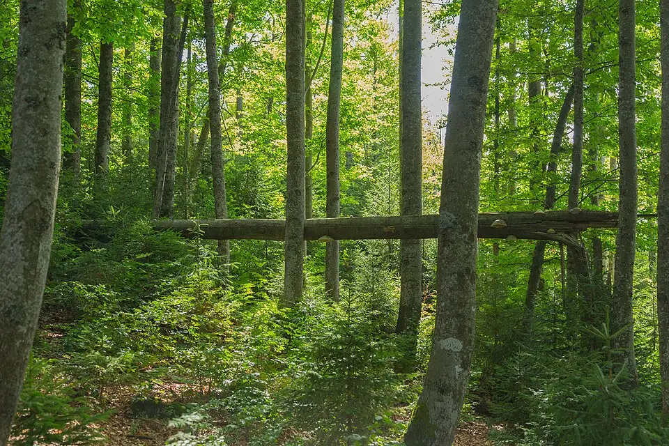 Landschaft und Sehenswürdigkeiten in Bayerischen Wald für Busreise Bayerischer Wald im Frühling – Tipps zur Auswahl
