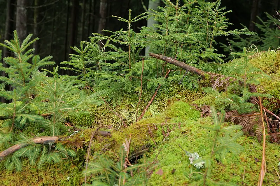 Landschaft und Sehenswürdigkeiten in Schwarzwald für Busreise Schwarzwald ab Stuttgart – ehrlich eingeordnet