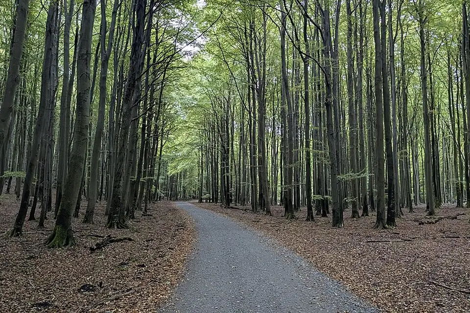 Landschaft und Sehenswürdigkeiten in Rügen für Busreise Rügen mit Panoramabahn – Tipps zur Auswahl