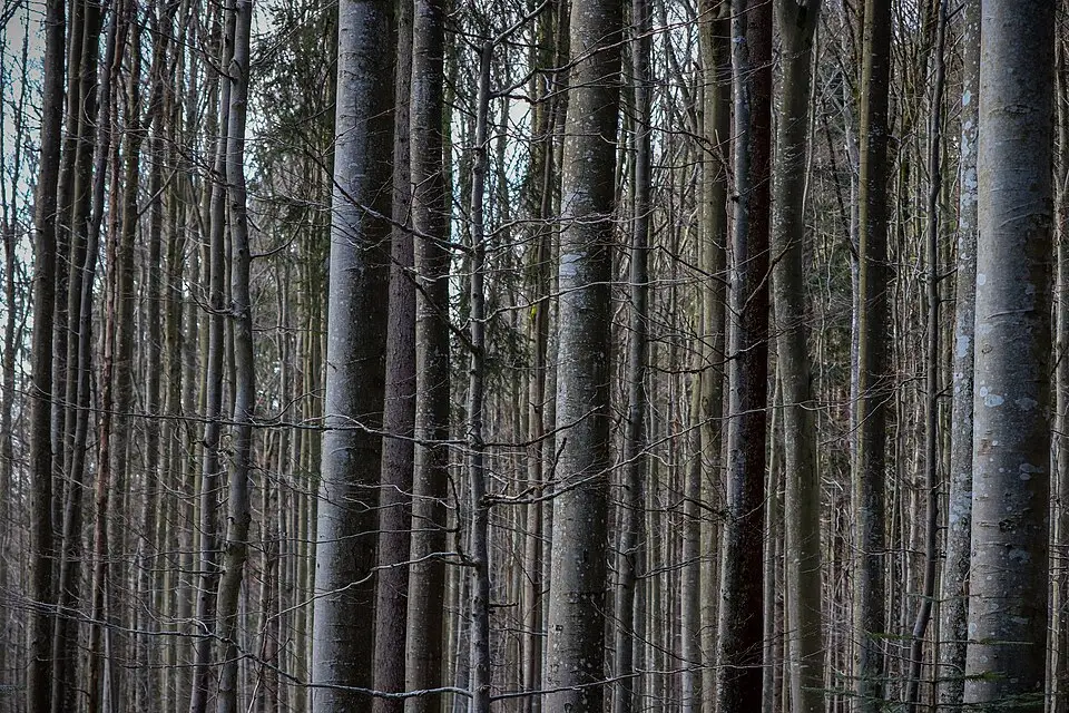 Stimmungsvolle Reiseansicht aus Bayerischen Wald für Busreise Bayerischer Wald ohne Nachtfahrt – Tipps zur Auswahl