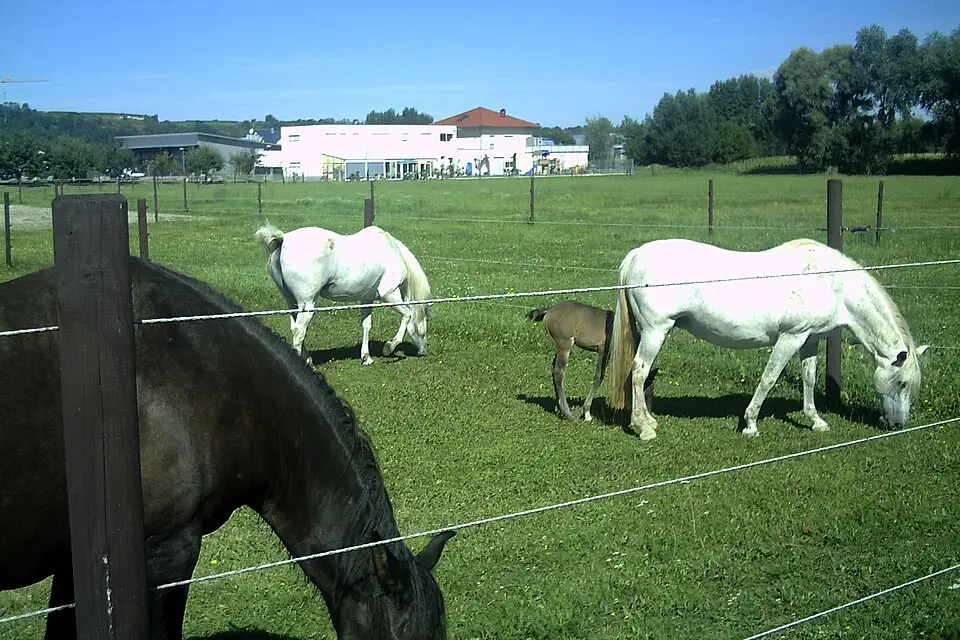 Authentischer Reisemoment in Rhein – passend zu Busreise Romantischer Rhein für Senioren – Reiseguide