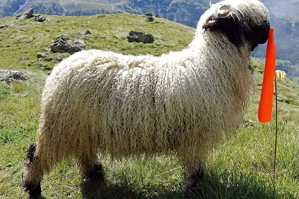 Authentischer Reisemoment in Wallis – passend zu Busreise Wallis für Paare – Reiseguide