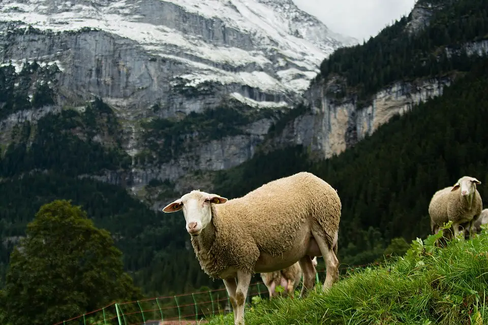 Landschaft und Sehenswürdigkeiten in Berner Oberland für Günstige Busreise Berner Oberland – Dauer & Komfort
