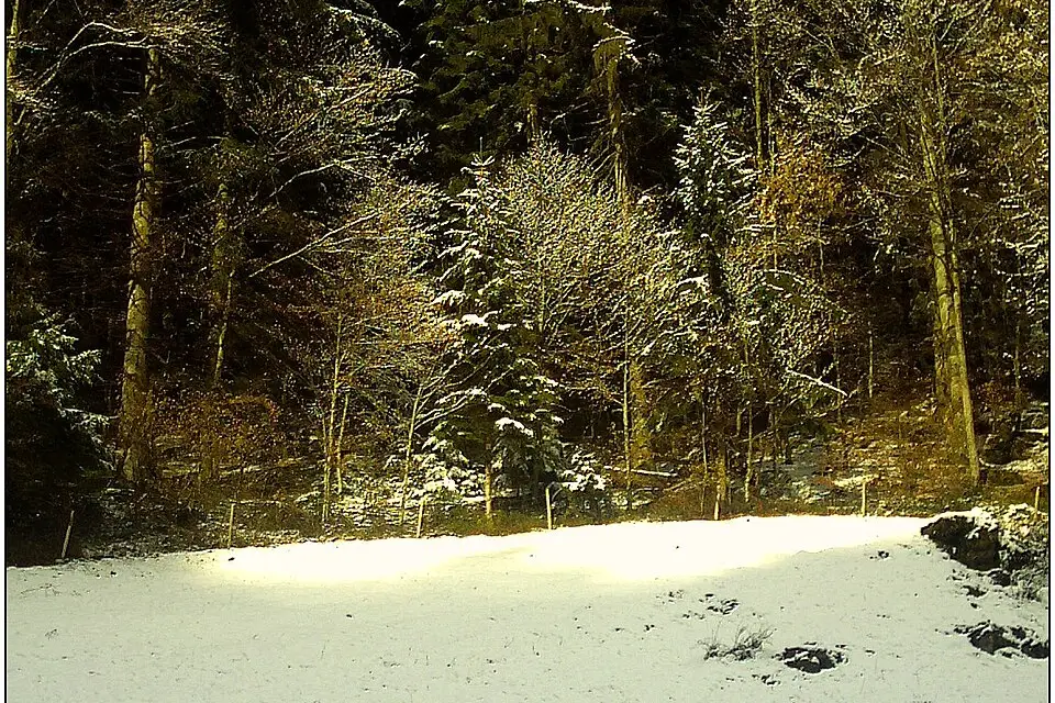 Landschaft und Sehenswürdigkeiten in Schwarzwald für Busreise Schwarzwald mit Haustürabholung – Reiseguide