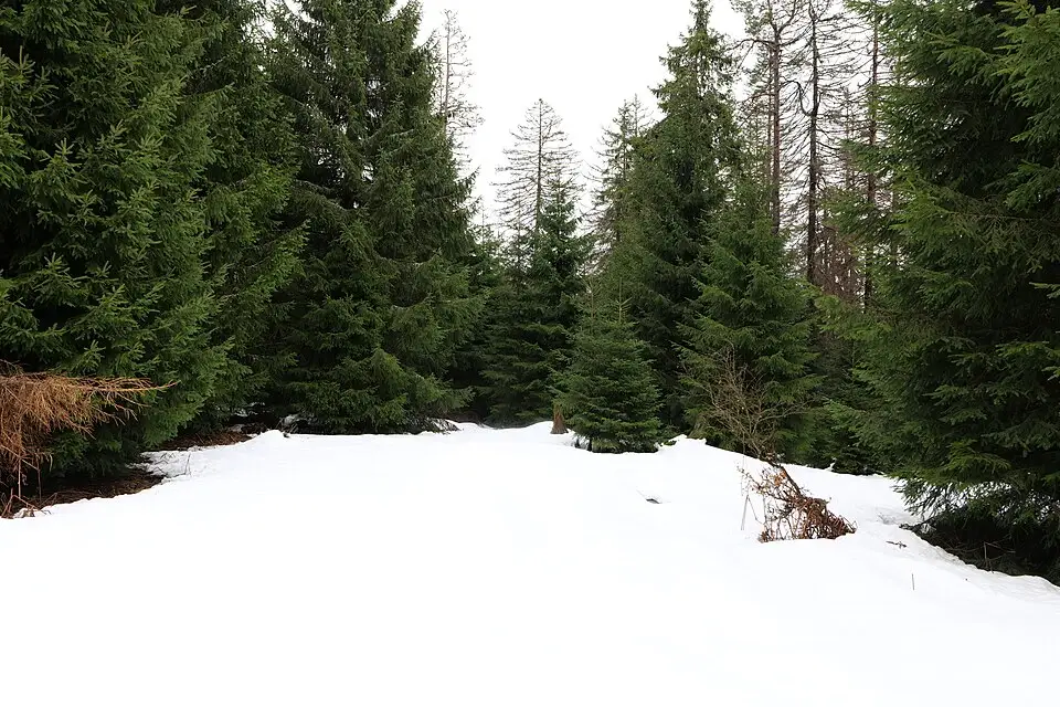 Authentischer Reisemoment in Schwarzwald – passend zu Busreise Schwarzwald ab Hamburg – Reisecheck