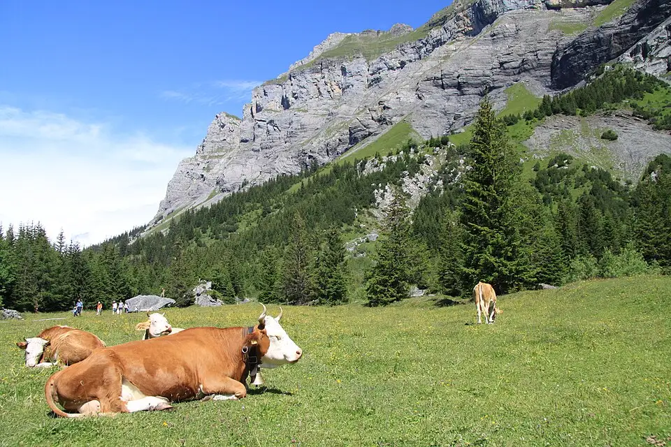 Authentischer Reisemoment in Berner Oberland – passend zu Busreise Berner Oberland mit 4-Sterne-Hotel – Reiseguide