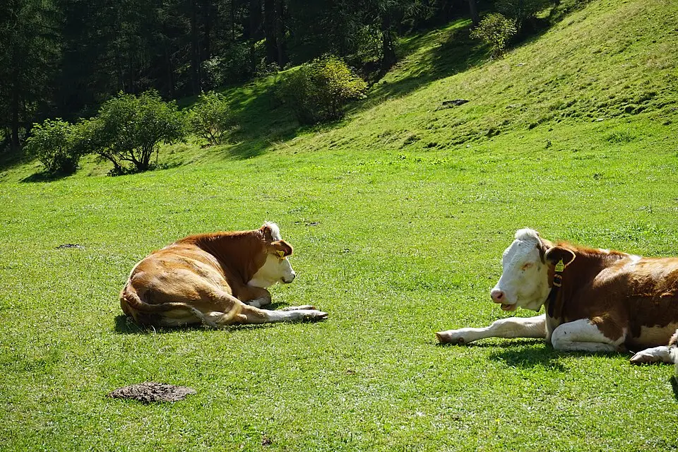 Authentischer Reisemoment in Tirol – passend zu Günstige Busreise Tirol – Reisecheck