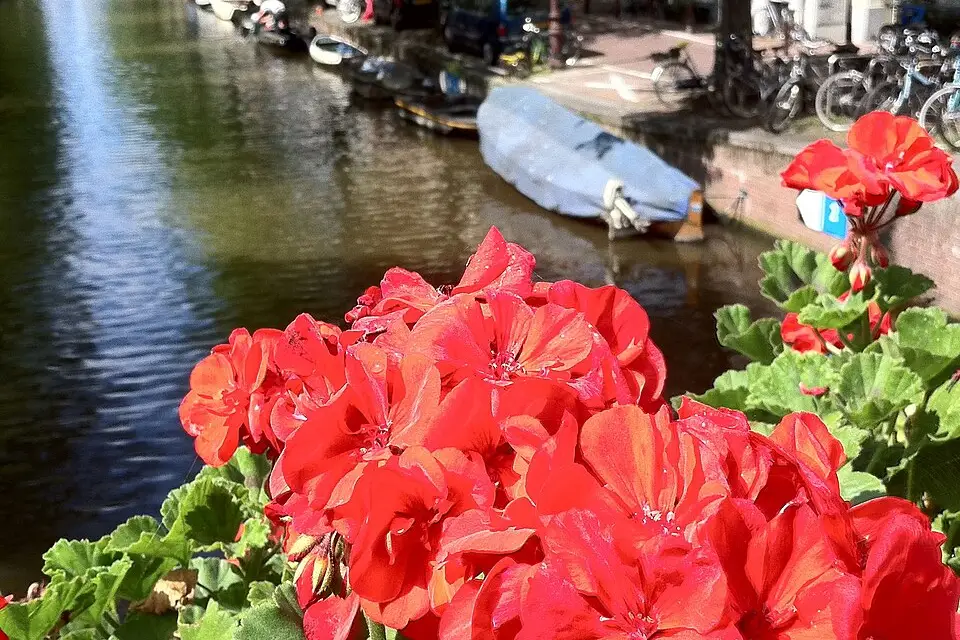 Stimmungsvolle Reiseansicht aus Amsterdam für Busreise Amsterdam mit Reiseleitung – Dauer & Komfort