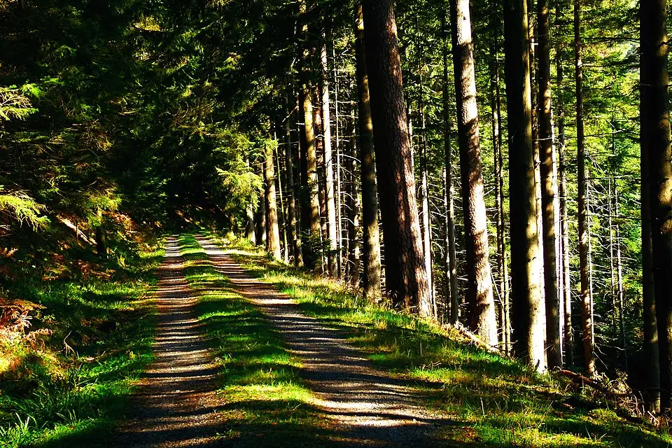 Stimmungsvolle Reiseansicht aus Schwarzwald für Schwarzwald – Seniorenreise mit Abholservice