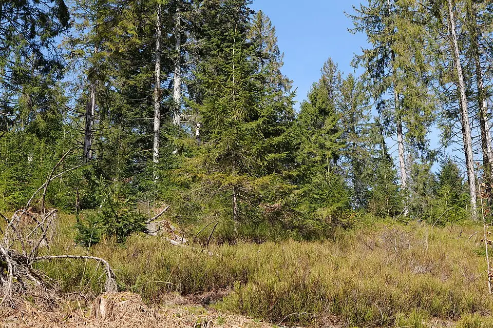 Authentischer Reisemoment in Schwarzwald – passend zu Wellnessreise Schwarzwald mit dem Bus – Reiseguide