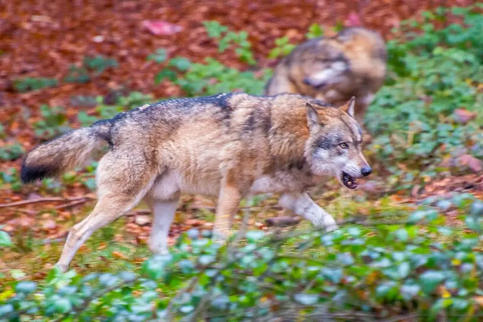 Landschaft und Sehenswürdigkeiten in Bayerischen Wald für Busreise Bayerischer Wald ab NRW – ehrlich eingeordnet
