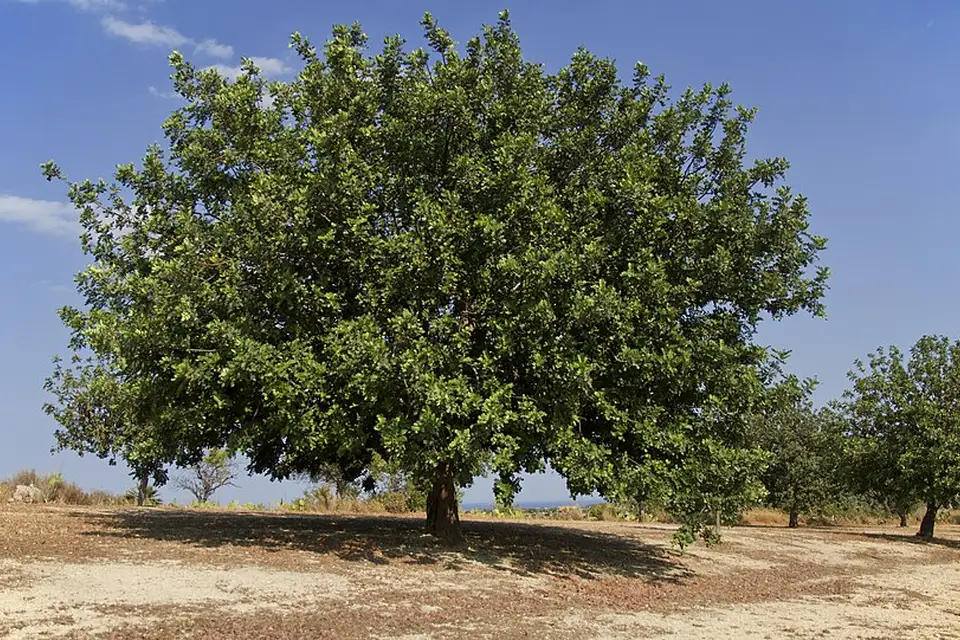 Authentischer Reisemoment in Sizilien – passend zu Busreise Sizilien ohne Nachtfahrt – Route & Leistungen