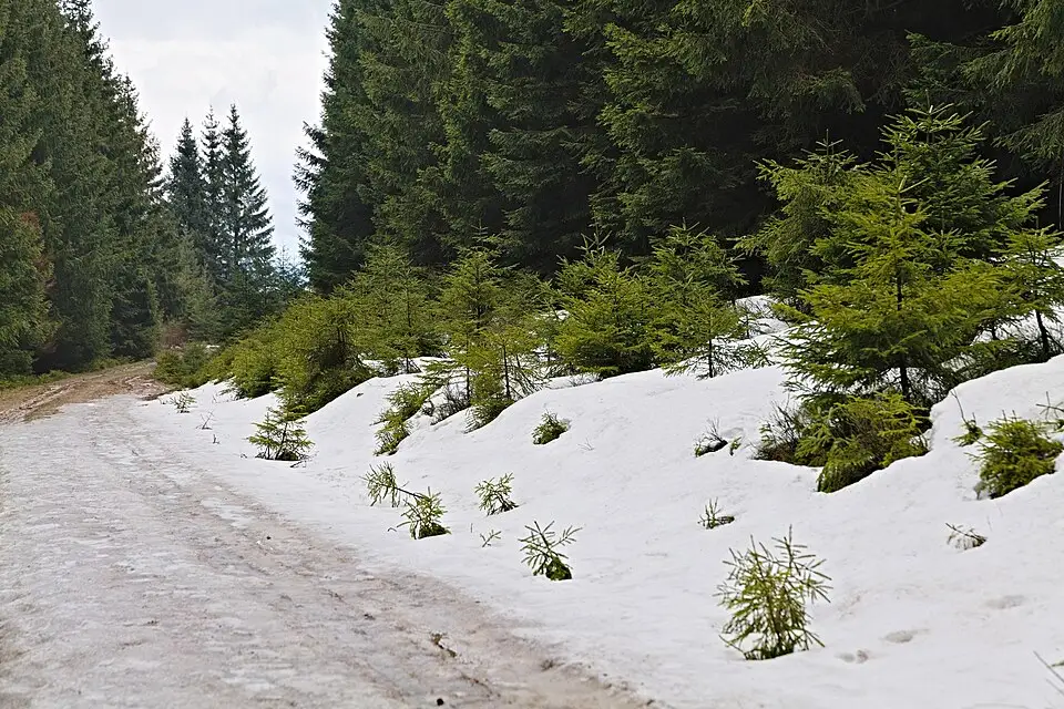 Landschaft und Sehenswürdigkeiten in Harz für Adventsreise Harz mit dem Bus – Tipps zur Auswahl