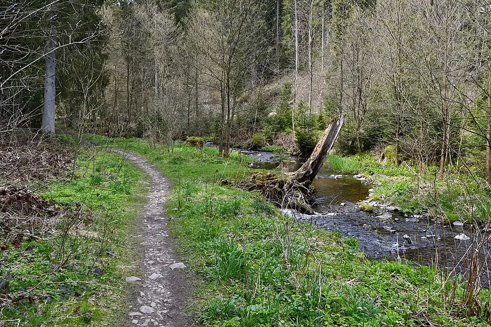 Stimmungsvolle Reiseansicht aus Harz für Naturreise Harz mit dem Bus – Reisecheck