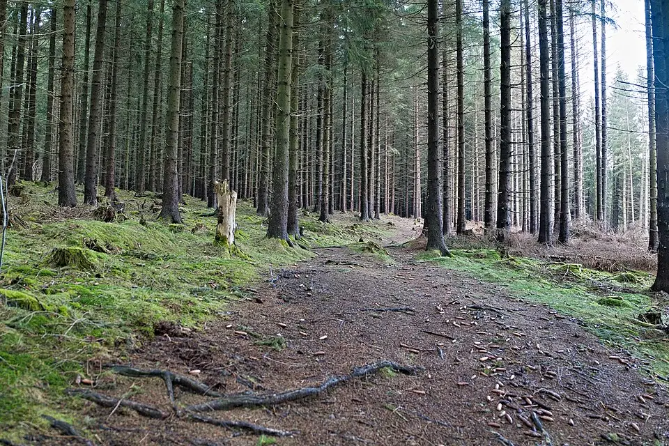 Stimmungsvolle Reiseansicht aus Harz für Busreise Harz mit Panoramabahn – Tipps zur Auswahl