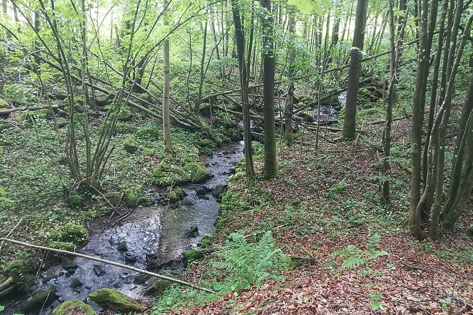 Stimmungsvolle Reiseansicht aus Bayerischen Wald für Busreise Bayerischer Wald ab NRW – ehrlich eingeordnet