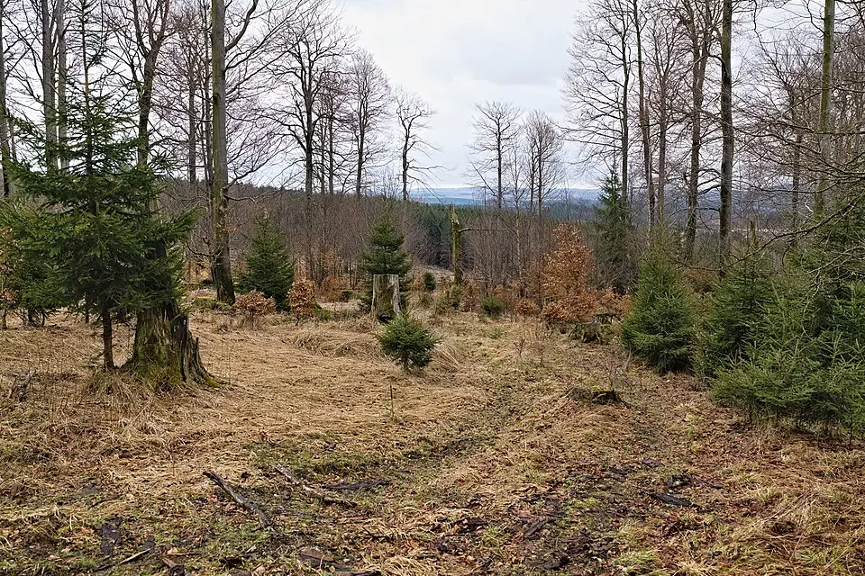 Authentischer Reisemoment in Harz – passend zu Busreise Harz mit Panoramabahn – Tipps zur Auswahl
