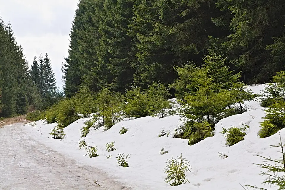 Stimmungsvolle Reiseansicht aus Harz für Adventsreise Harz mit dem Bus – Tipps zur Auswahl